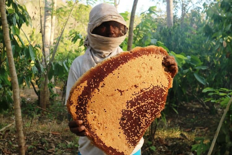 Madu asli alam